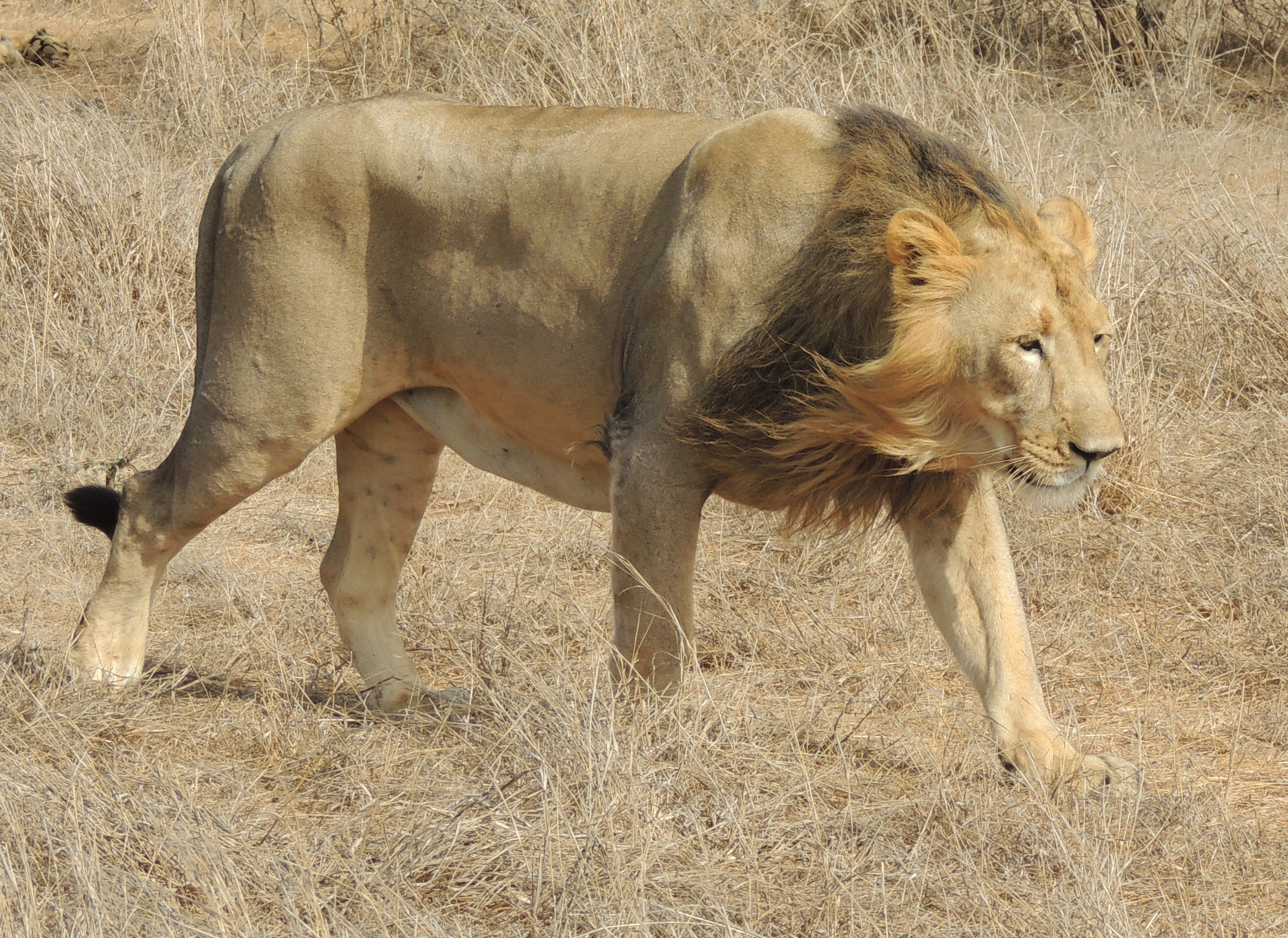 World Lion Day: Asiatic Lion Population in India Reaches 891