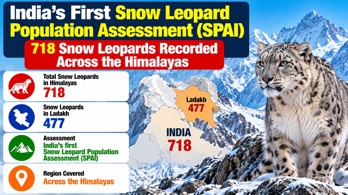 India’s First Snow Leopard Survey Records 718 Count Across Himalayas, 477 in Ladakh