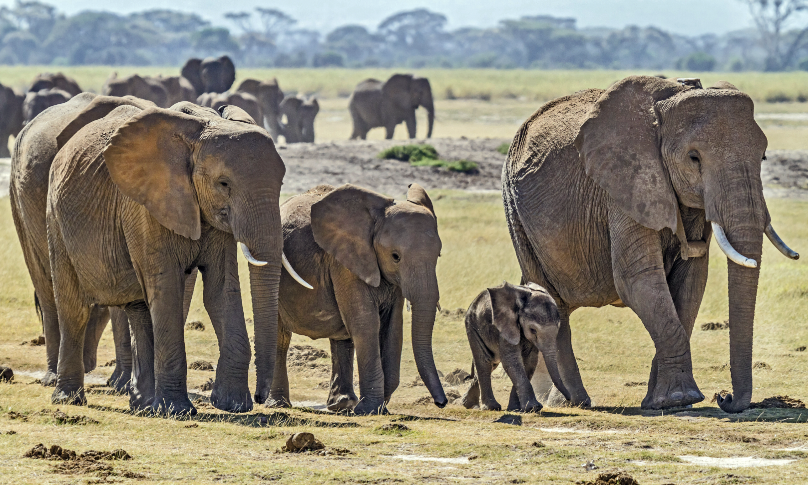 World Elephant Day 2026: History, Major Threats, and Conservation Efforts