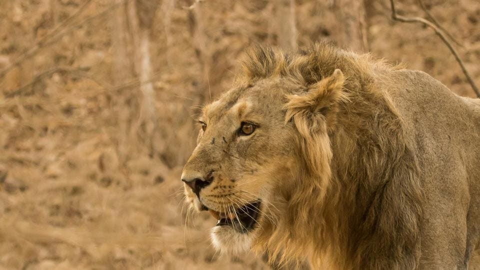 Gujarat’s Deesa to Get Asia’s First Desert-Themed Night Safari
