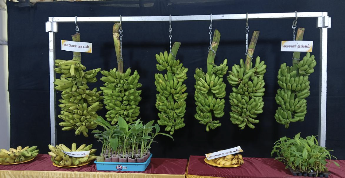 ICAR-NRCB Releases Two New Banana Varieties: 'Kaveri Thangam' and 'Kaveri Nadan'