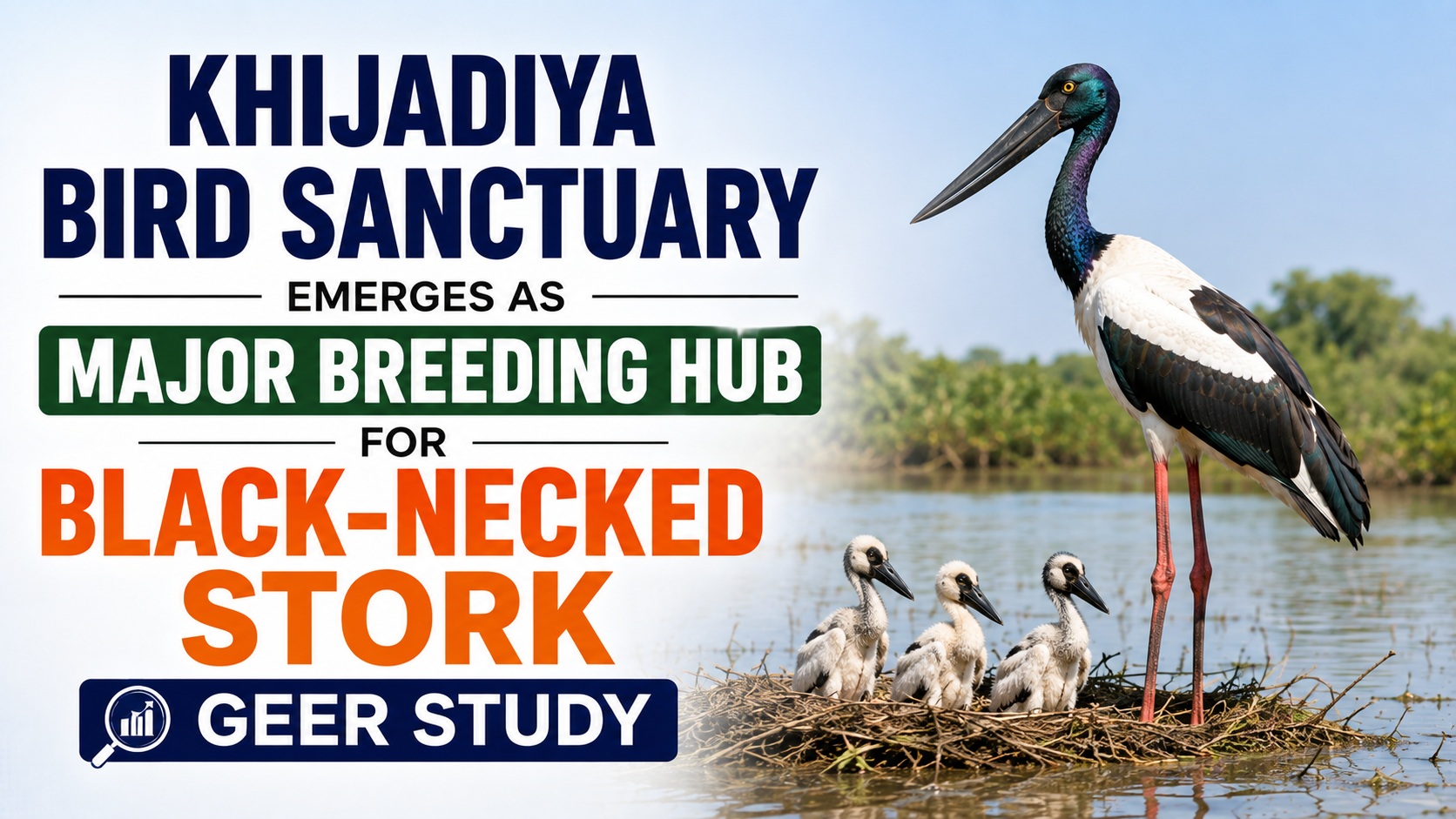 Khijadiya Bird Sanctuary Emerges as Major Breeding Hub for Black-Necked Stork: GEER Study